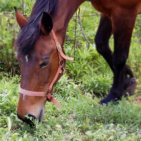 Farma Masseria Fonte Di Maroglio Castrovillari