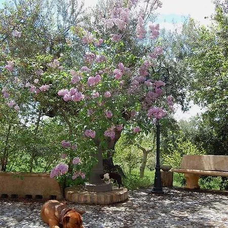 Masseria Fonte Di Maroglio 팜스테이 *