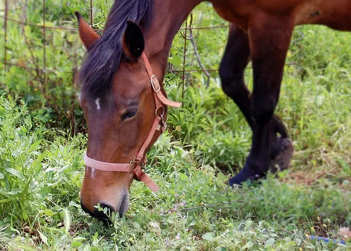 Farmház Masseria Fonte Di Maroglio Castrovillari
